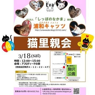 杉本彩さんのインスタグラム写真 - (杉本彩Instagram)「Evaの猫里親会❣️浦和キャッツさんの猫ちゃんたちの参加です😸 参加猫ちゃんたちの詳細はEva里親会情報ブログからご覧ください(^_−)−☆ #公益財団法人動物環境福祉協会Eva  #浦和キャッツ #猫里親会 #保護猫」3月12日 20時49分 - sugimoto_aya0719