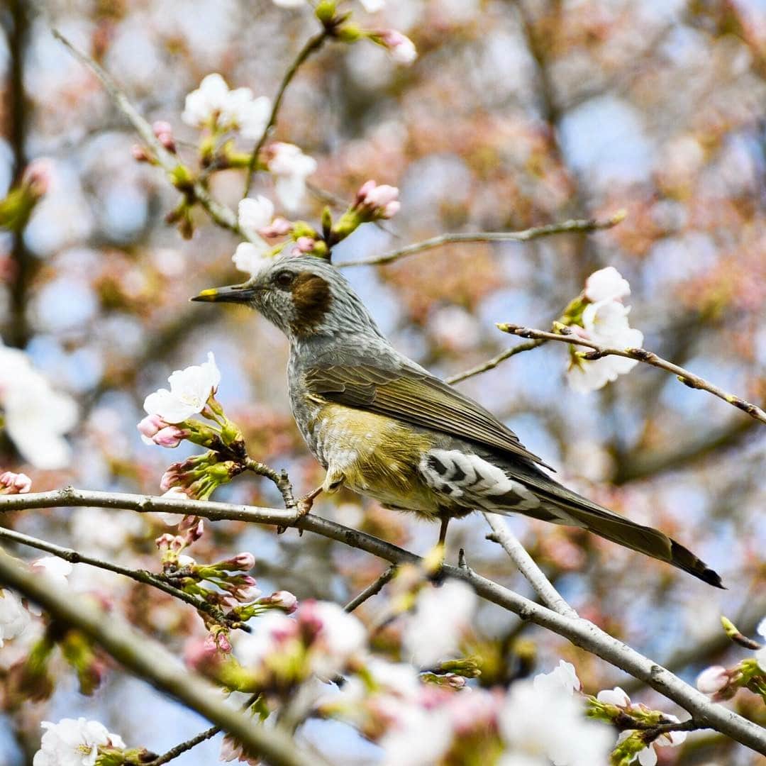 中野猛さんのインスタグラム写真 - (中野猛Instagram)「どんな人にも必ず春は来る。 春夏秋冬は平等にやって来る...。 冬が終わるなあ....。 #いつかの春に撮った写真 #今思うとええ構図やな #春が来る」3月12日 22時39分 - takeshi__nakano