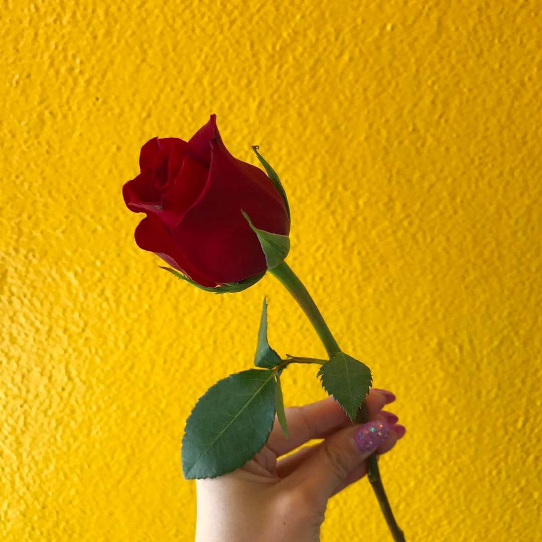 UlalaGirlのインスタグラム：「Free rose🌹」