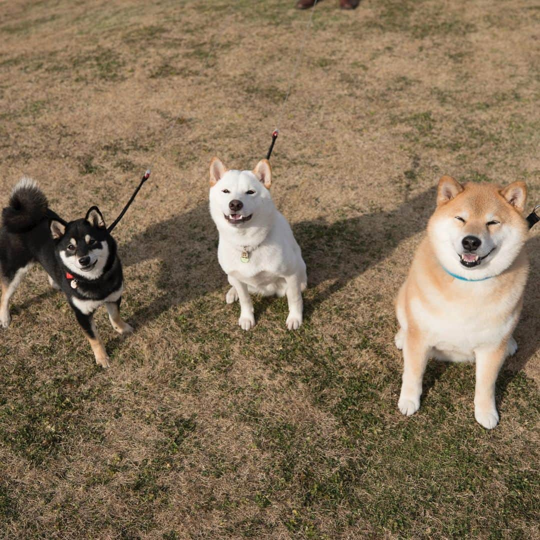 まる（まるたろう）さんのインスタグラム写真 - (まる（まるたろう）Instagram)「「LEAFに乗って柴犬まるのそっくりさんを探す旅」第4回目は東京都中央区にまるのそっくりさんがいるって 情報をキャッチ！そんな都会に柴犬がいるの？半信半疑のパパとまるは早速行ってきたよ。なんと今回は2頭いるって言うじゃない。 名前はコロッケくんとがんもちゃん。え？？　コロッケ？ガンモ？　 #おかずかな🤔 とにかく行ってみて確かめてこよう。 ご対面！なんと白柴と黒柴じゃないの！色は全然違うけどなんだか、白黒赤がそろったらとっても幸せな気分になったからこの際どうでもいいや！ 白柴のコロッケくんは1歳の男の子で走るのが大好き。黒柴のがんもちゃんはまだ6ヶ月の女の子。2人共将来有望だね〜  @korokorokke  若い芽は早めに摘んでおいたほうがいいのかな？　こんな都会に柴犬が生息してると思わなかったな〜　また遊びにくるから よろしくね〜 LEAFってね振動が少ないから運転が楽だってパパが感心してたよ。これだったら毎週遠出してもいいかな*\(^o^)/* 電気自動車のLEAFと一緒に行く旅は「慌てずにのんびり出会いを楽しむ」がコツ。 サービスエリアで休憩中にサクッと急速充電も出来ちゃうよ。 #完全に遠近法  #日産公式プロトラベラー #柴犬まるのそっくりさんを探す旅 #シートベルト装着済み #充電中 #やっちゃえマルサン #PR」3月14日 17時04分 - marutaro