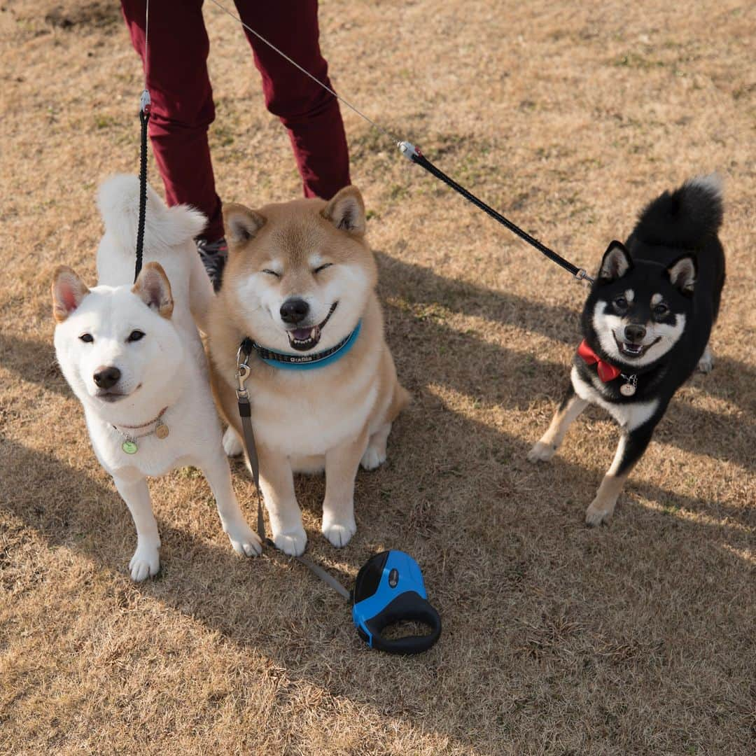 まる（まるたろう）さんのインスタグラム写真 - (まる（まるたろう）Instagram)「「LEAFに乗って柴犬まるのそっくりさんを探す旅」第4回目は東京都中央区にまるのそっくりさんがいるって 情報をキャッチ！そんな都会に柴犬がいるの？半信半疑のパパとまるは早速行ってきたよ。なんと今回は2頭いるって言うじゃない。 名前はコロッケくんとがんもちゃん。え？？　コロッケ？ガンモ？　 #おかずかな🤔 とにかく行ってみて確かめてこよう。 ご対面！なんと白柴と黒柴じゃないの！色は全然違うけどなんだか、白黒赤がそろったらとっても幸せな気分になったからこの際どうでもいいや！ 白柴のコロッケくんは1歳の男の子で走るのが大好き。黒柴のがんもちゃんはまだ6ヶ月の女の子。2人共将来有望だね〜  @korokorokke  若い芽は早めに摘んでおいたほうがいいのかな？　こんな都会に柴犬が生息してると思わなかったな〜　また遊びにくるから よろしくね〜 LEAFってね振動が少ないから運転が楽だってパパが感心してたよ。これだったら毎週遠出してもいいかな*\(^o^)/* 電気自動車のLEAFと一緒に行く旅は「慌てずにのんびり出会いを楽しむ」がコツ。 サービスエリアで休憩中にサクッと急速充電も出来ちゃうよ。 #完全に遠近法  #日産公式プロトラベラー #柴犬まるのそっくりさんを探す旅 #シートベルト装着済み #充電中 #やっちゃえマルサン #PR」3月14日 17時04分 - marutaro