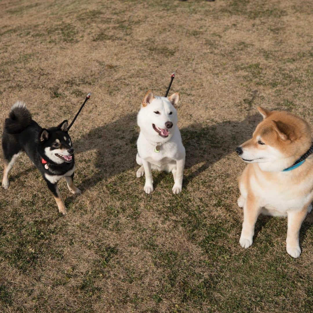 まる（まるたろう）さんのインスタグラム写真 - (まる（まるたろう）Instagram)「「LEAFに乗って柴犬まるのそっくりさんを探す旅」第4回目は東京都中央区にまるのそっくりさんがいるって 情報をキャッチ！そんな都会に柴犬がいるの？半信半疑のパパとまるは早速行ってきたよ。なんと今回は2頭いるって言うじゃない。 名前はコロッケくんとがんもちゃん。え？？　コロッケ？ガンモ？　 #おかずかな🤔 とにかく行ってみて確かめてこよう。 ご対面！なんと白柴と黒柴じゃないの！色は全然違うけどなんだか、白黒赤がそろったらとっても幸せな気分になったからこの際どうでもいいや！ 白柴のコロッケくんは1歳の男の子で走るのが大好き。黒柴のがんもちゃんはまだ6ヶ月の女の子。2人共将来有望だね〜  @korokorokke  若い芽は早めに摘んでおいたほうがいいのかな？　こんな都会に柴犬が生息してると思わなかったな〜　また遊びにくるから よろしくね〜 LEAFってね振動が少ないから運転が楽だってパパが感心してたよ。これだったら毎週遠出してもいいかな*\(^o^)/* 電気自動車のLEAFと一緒に行く旅は「慌てずにのんびり出会いを楽しむ」がコツ。 サービスエリアで休憩中にサクッと急速充電も出来ちゃうよ。 #完全に遠近法  #日産公式プロトラベラー #柴犬まるのそっくりさんを探す旅 #シートベルト装着済み #充電中 #やっちゃえマルサン #PR」3月14日 17時04分 - marutaro