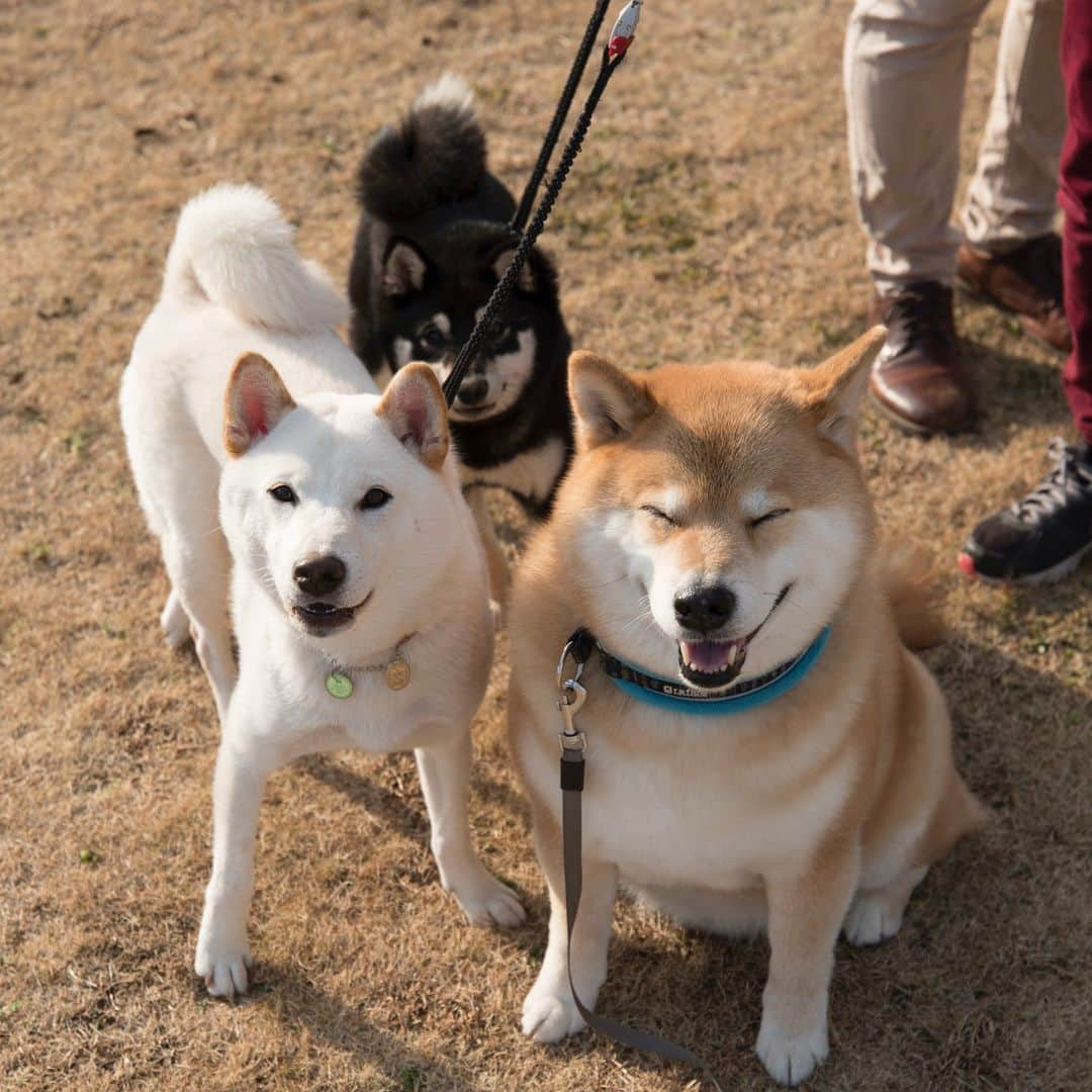 まる（まるたろう）さんのインスタグラム写真 - (まる（まるたろう）Instagram)「「LEAFに乗って柴犬まるのそっくりさんを探す旅」第4回目は東京都中央区にまるのそっくりさんがいるって 情報をキャッチ！そんな都会に柴犬がいるの？半信半疑のパパとまるは早速行ってきたよ。なんと今回は2頭いるって言うじゃない。 名前はコロッケくんとがんもちゃん。え？？　コロッケ？ガンモ？　 #おかずかな🤔 とにかく行ってみて確かめてこよう。 ご対面！なんと白柴と黒柴じゃないの！色は全然違うけどなんだか、白黒赤がそろったらとっても幸せな気分になったからこの際どうでもいいや！ 白柴のコロッケくんは1歳の男の子で走るのが大好き。黒柴のがんもちゃんはまだ6ヶ月の女の子。2人共将来有望だね〜  @korokorokke  若い芽は早めに摘んでおいたほうがいいのかな？　こんな都会に柴犬が生息してると思わなかったな〜　また遊びにくるから よろしくね〜 LEAFってね振動が少ないから運転が楽だってパパが感心してたよ。これだったら毎週遠出してもいいかな*\(^o^)/* 電気自動車のLEAFと一緒に行く旅は「慌てずにのんびり出会いを楽しむ」がコツ。 サービスエリアで休憩中にサクッと急速充電も出来ちゃうよ。 #完全に遠近法  #日産公式プロトラベラー #柴犬まるのそっくりさんを探す旅 #シートベルト装着済み #充電中 #やっちゃえマルサン #PR」3月14日 17時04分 - marutaro