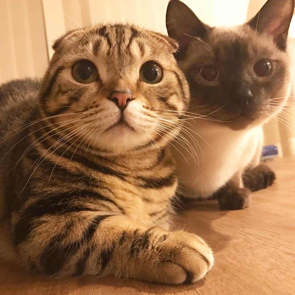 rina.のインスタグラム：「✩︎ ✩︎ ✩︎ 今日の仲良しコンビは… ✩︎ teto & pino💗🐯🐱 ✩︎ ✩︎ #cat #cats #catstagram #catsofinstagram #catlover #adorable #kawaii #munchkin #siamesemix #family #pet #猫 #ぬこ #まん丸ねこ部 #ペコねこ部 #ふわもこ部 #みんねこ #picneko #スタペグラム #スタペ応募_目ヂカラ #マンチカン #短足マンチカン #シャムミックス #シャム猫風 #ねこと暮らす #広島にゃんこ #にゃんすたぐらむ #仲良しコンビ」