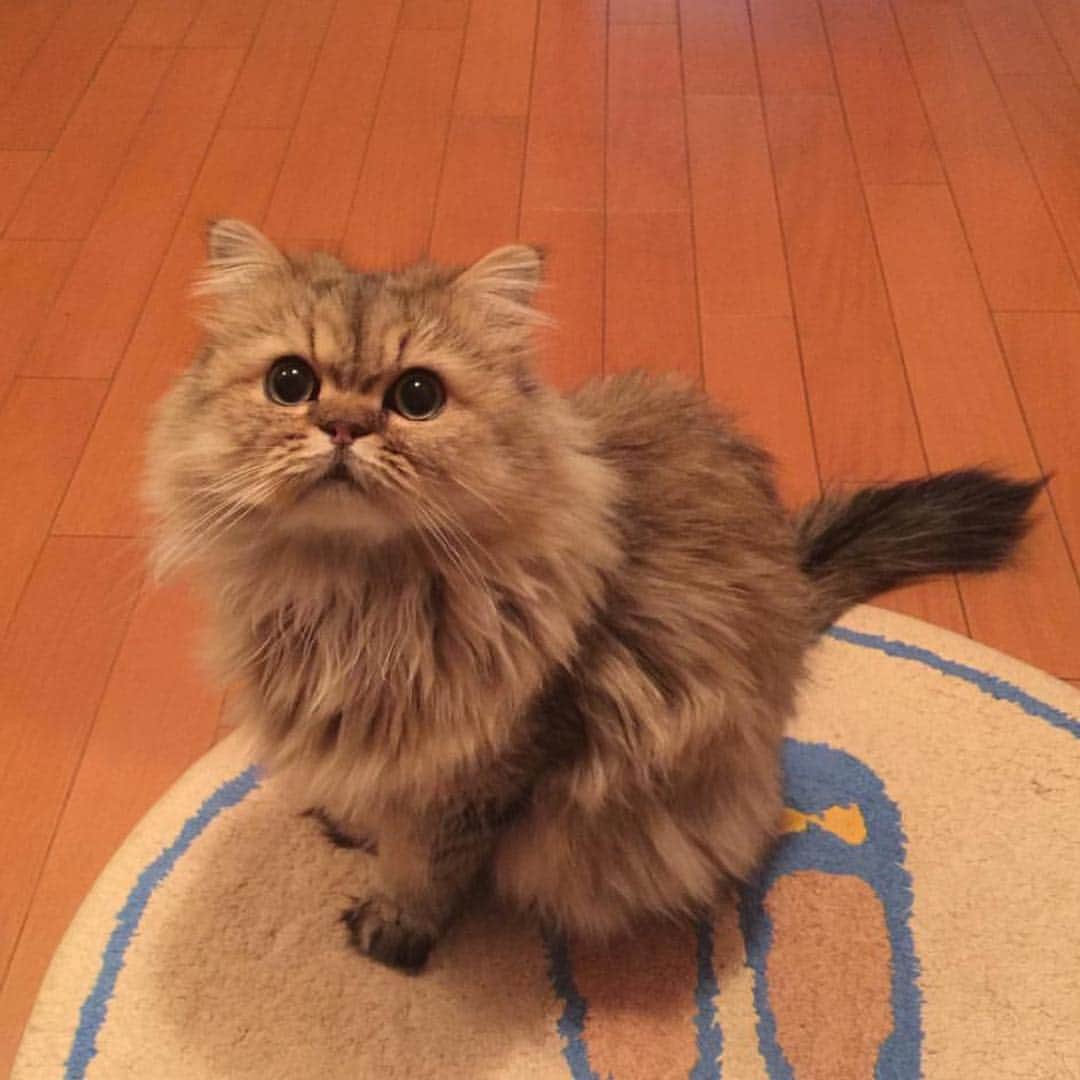 さなちゃろうのインスタグラム：「応募してみるにゃん😼💕きゅんきゅんさせちゃうぞ💋 🎀名前:さなちゃろう 🎀きゅん♡ポイント:「お留守番寂しかったにゃ〜」って言わんばかりのお出迎え。うるうるお目目、上目遣いでラブビーム発射💓  #3coinsきゅんネコ」