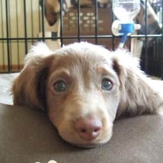 くるみんのインスタグラム：「ブログ用に写真を引っ張り出した。 こむぎさんのパピーの時 #ミニチュアダックス #ミニチュアダックスフント #ミニチュアダックスフンド #イザベラタン #わんこなしでは生きていけません会 #いぬばか部 #短足部 #dachs #dachshund_world #dachshund #east_dog_japan #instadog #inutokyo #kyounodachs #lovedog #pecoいぬ部 #petstagram #todayswanko #wanko #7pets_1day #いぬ #わんこ #パピー」