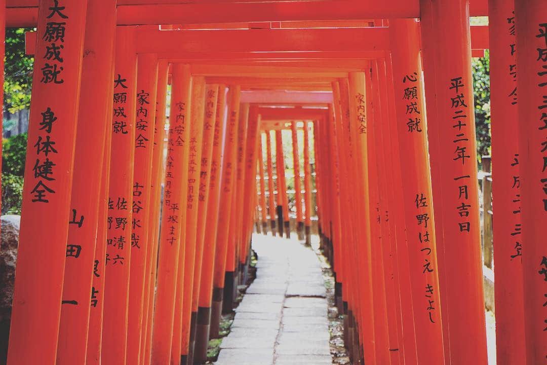 japantripさんのインスタグラム写真 - (japantripInstagram)「東京都文京区にある根津神社。社殿の向かって左側にある乙女稲荷神社の鳥居です。大人1人くらいの細さでした。まるで色鮮やかな赤いトンネルのようでした。 #toriigates in #Tokyo !! #東京 #文京区 #根津 #根津神社 #乙女稲荷神社 #japan #shrine #tokyo #bunkyo #nezushrine #カメラ好きな人と繋がりたい  #カメラ女子  #unseenjapan #myunseenjapan #instatravel #鳥居 #japantrip #japantravel」3月15日 11時51分 - japanculturalheritage