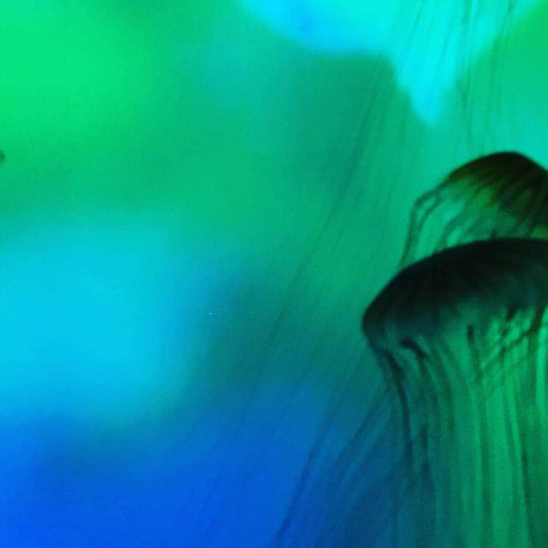園崎未恵さんのインスタグラム写真 - (園崎未恵Instagram)「翡翠の壁。 #jellyfish  #すみだ水族館  #蜷川実花クラゲ」3月15日 21時06分 - miemiemie0207