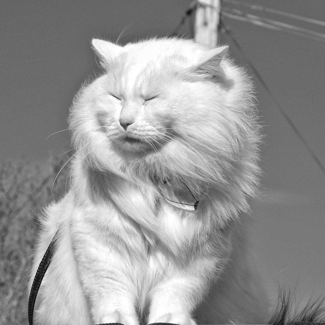 のインスタグラム：「Me and the Swedish Cat Mafia want to send Renée @swemeow our deepest condolences. Today she lost her beautiful girl Dooley. Thank U for sharing her life with us. We have enjoyed every moment. . We'll be here for U whenever U need us. RIP Dooley🌈 .」