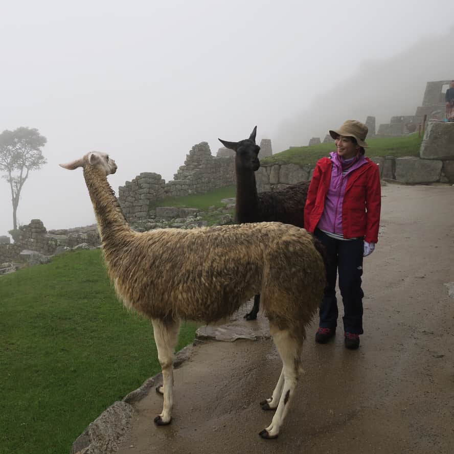 久保田智子のインスタグラム：「「へぇーそうなんだー」#alpaca と立ち話。#マチュピチュ #ペルー #machupicchu #yoga」