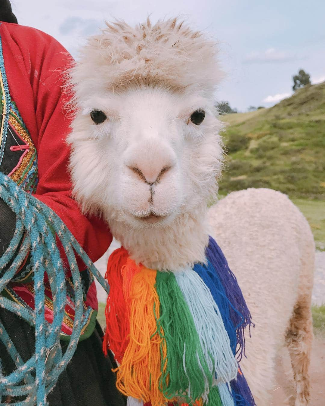 成海まりのインスタグラム：「かわいすぎるー😍😍😍😍#peru #machupicchu #southAmerica #rima #cusco #traveler #trip #naska #alpaca  #loveanimal #verycute #animallover #loveanimals #instaanimal #南米 #ペルー #マチュピチュ  #リマ#クスコ  #旅行 #トラベラー #旅女 #南米周遊 #アルパカ #旅レポ #動物 #ポヤポヤ #ポワポワ #かわいすぎる #つぶらな瞳」