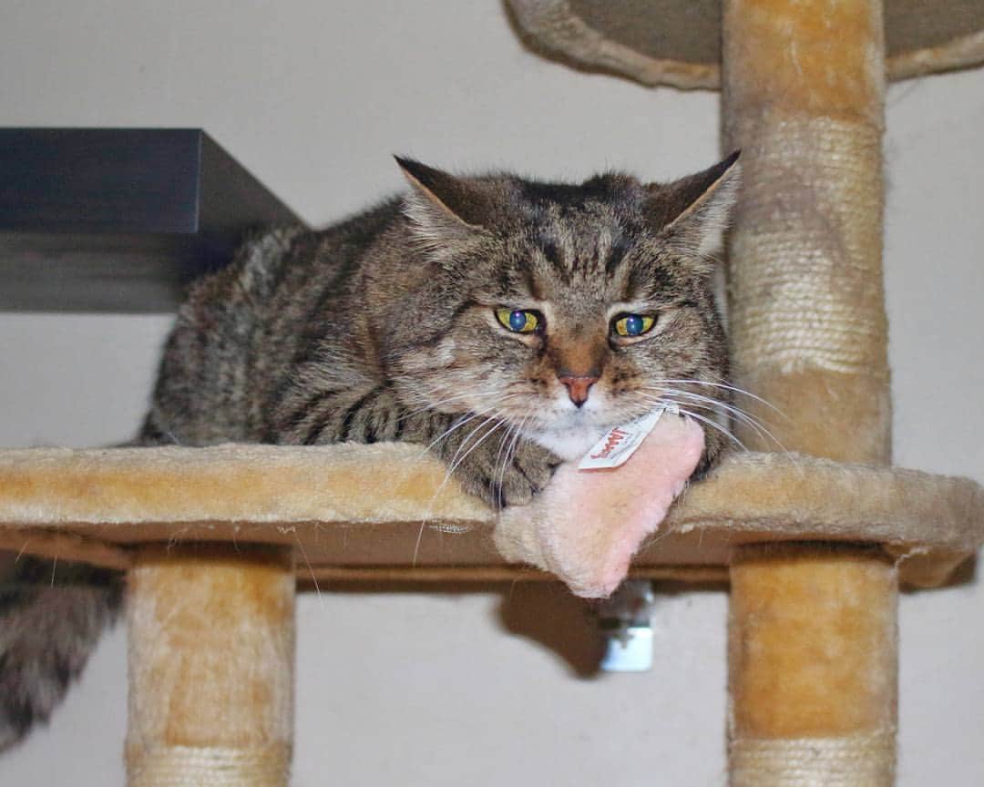 のインスタグラム：「The face U make when your mom tells you she is leaving you in 4.5 days for two other cats; Evy and Lilly. Yessss she is going away for a whole week to visit Miri @mirlilevy_cats. And that's not all; she'll also meet Leila  @leila_mcn and Jenn @beausybear. How insane is that???? .」
