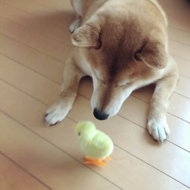 マロたんのインスタグラム：「I caught a cute chick🐥 もう怖くない🐥ひよこのトントン危うし🐥 #バイバイトントン #柴犬 #shiba #shibainu  #cute #love #kawaii」