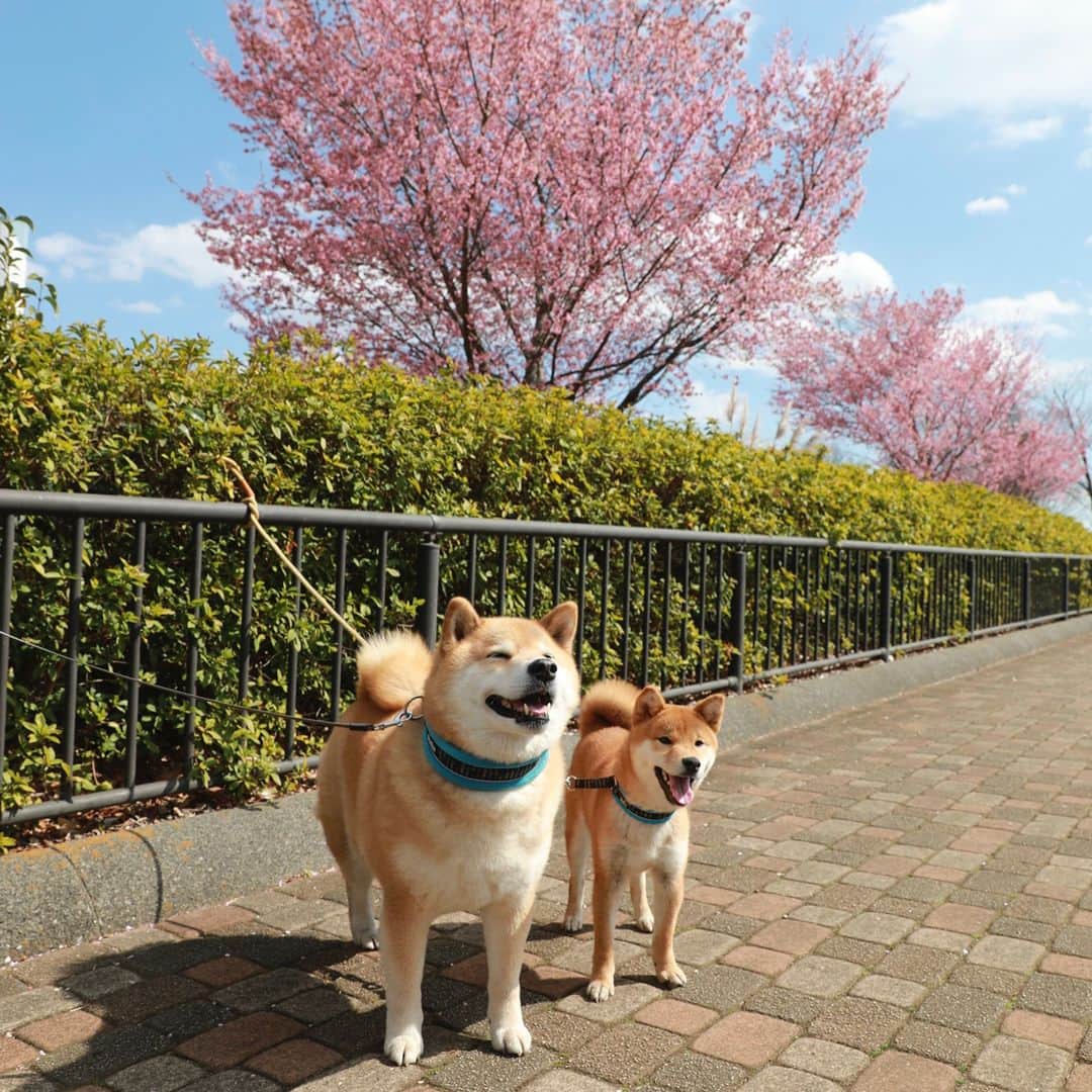 まる（まるたろう）さんのインスタグラム写真 - (まる（まるたろう）Instagram)「「LEAFに乗って柴犬まるのそっくりさんを探す旅」第6回目は神奈川県は相模原市。 ここにもまるのそっくりさんがいるらしいね～ 　今日のそっくりさんは　だいきちくん、６ヶ月。 @daikichi0906 えー！生まれたばっかりじゃん。それでまるとそっくりってどうなんだろ～ じゃあ、LEAFにのって会いに行ってみよ～＼(^o^)／ 東京から相模原まではLEAFの電池を満タンにしておけば、らくらく往復出来るんだよ。 ガソリンを入れないでドライブできるって本当に幸せ。やっぱり、まるは排気ガスの匂いとかガソリンの匂いが嫌いなの。 だから、LEAFでドライブするととっても気持ちいいんだ～ さて、相模原のだいきちくんとご対面！ おお！まると同じ首輪してるじゃないの～　いいね～その目上に対する敬意を示す感じ。 まるを見習って立派な柴犬になるんだよ！だいきちくんは、まるが小さい頃にそっくりだ。 いっぱい食べてすくすくと育つんだよ～  電気自動車のLEAFと一緒に行く旅は「慌てずにのんびり出会いを楽しむ」がコツ。 サービスエリアで休憩中にサクッと急速充電も出来ちゃうよ。  #日産公式プロトラベラー #柴犬まるのそっくりさんを探す旅 #シートベルト装着済み #充電中 #PR #やっちゃえマルサン #優秀な若い芽は早めに摘み取らないとな #完全に遠近法」3月18日 13時24分 - marutaro