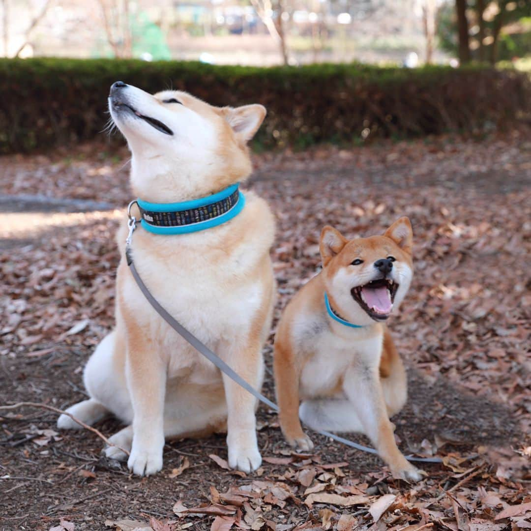 まる（まるたろう）さんのインスタグラム写真 - (まる（まるたろう）Instagram)「「LEAFに乗って柴犬まるのそっくりさんを探す旅」第6回目は神奈川県は相模原市。 ここにもまるのそっくりさんがいるらしいね～ 　今日のそっくりさんは　だいきちくん、６ヶ月。 @daikichi0906 えー！生まれたばっかりじゃん。それでまるとそっくりってどうなんだろ～ じゃあ、LEAFにのって会いに行ってみよ～＼(^o^)／ 東京から相模原まではLEAFの電池を満タンにしておけば、らくらく往復出来るんだよ。 ガソリンを入れないでドライブできるって本当に幸せ。やっぱり、まるは排気ガスの匂いとかガソリンの匂いが嫌いなの。 だから、LEAFでドライブするととっても気持ちいいんだ～ さて、相模原のだいきちくんとご対面！ おお！まると同じ首輪してるじゃないの～　いいね～その目上に対する敬意を示す感じ。 まるを見習って立派な柴犬になるんだよ！だいきちくんは、まるが小さい頃にそっくりだ。 いっぱい食べてすくすくと育つんだよ～  電気自動車のLEAFと一緒に行く旅は「慌てずにのんびり出会いを楽しむ」がコツ。 サービスエリアで休憩中にサクッと急速充電も出来ちゃうよ。  #日産公式プロトラベラー #柴犬まるのそっくりさんを探す旅 #シートベルト装着済み #充電中 #PR #やっちゃえマルサン #優秀な若い芽は早めに摘み取らないとな #完全に遠近法」3月18日 13時24分 - marutaro