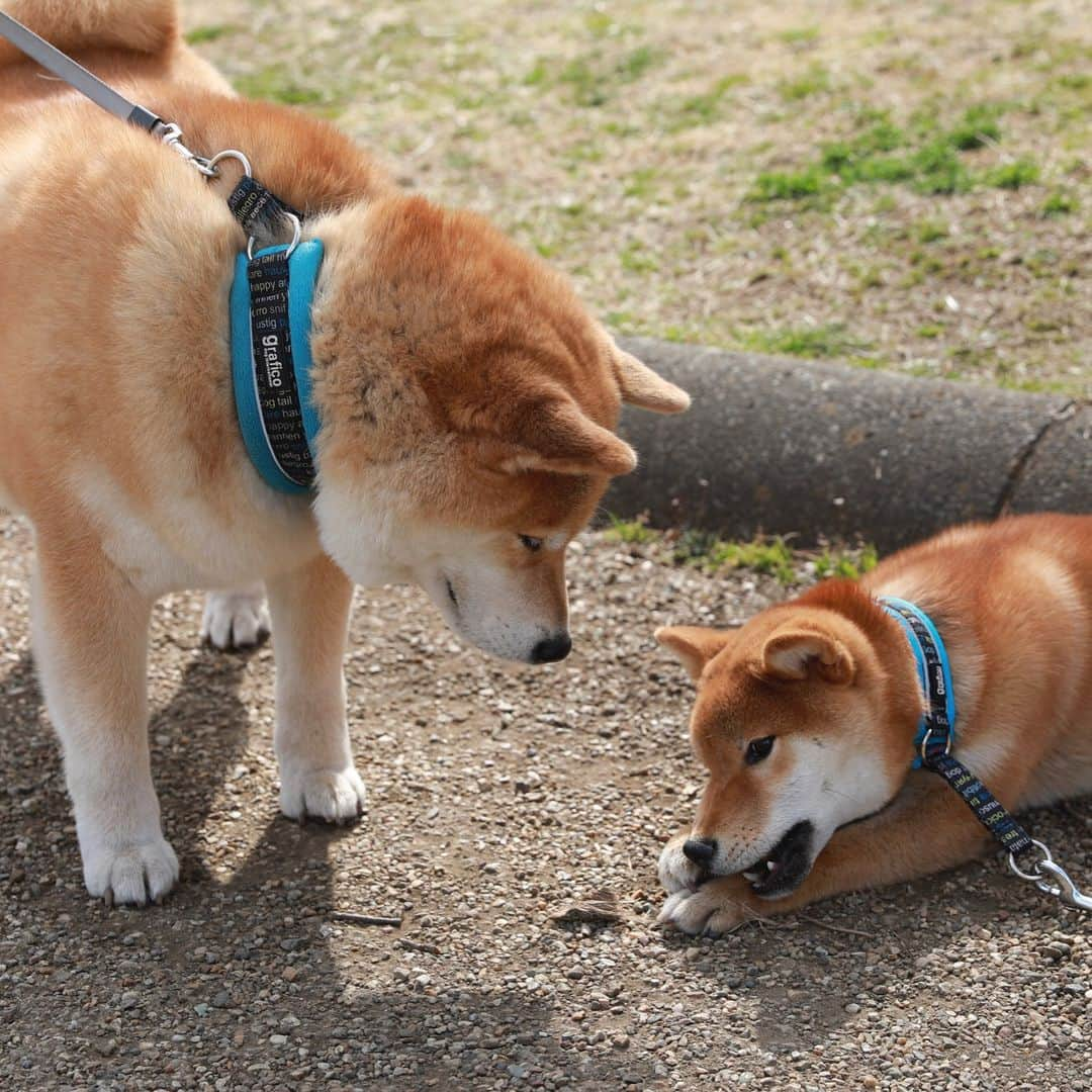 まる（まるたろう）さんのインスタグラム写真 - (まる（まるたろう）Instagram)「「LEAFに乗って柴犬まるのそっくりさんを探す旅」第6回目は神奈川県は相模原市。 ここにもまるのそっくりさんがいるらしいね～ 　今日のそっくりさんは　だいきちくん、６ヶ月。 @daikichi0906 えー！生まれたばっかりじゃん。それでまるとそっくりってどうなんだろ～ じゃあ、LEAFにのって会いに行ってみよ～＼(^o^)／ 東京から相模原まではLEAFの電池を満タンにしておけば、らくらく往復出来るんだよ。 ガソリンを入れないでドライブできるって本当に幸せ。やっぱり、まるは排気ガスの匂いとかガソリンの匂いが嫌いなの。 だから、LEAFでドライブするととっても気持ちいいんだ～ さて、相模原のだいきちくんとご対面！ おお！まると同じ首輪してるじゃないの～　いいね～その目上に対する敬意を示す感じ。 まるを見習って立派な柴犬になるんだよ！だいきちくんは、まるが小さい頃にそっくりだ。 いっぱい食べてすくすくと育つんだよ～  電気自動車のLEAFと一緒に行く旅は「慌てずにのんびり出会いを楽しむ」がコツ。 サービスエリアで休憩中にサクッと急速充電も出来ちゃうよ。  #日産公式プロトラベラー #柴犬まるのそっくりさんを探す旅 #シートベルト装着済み #充電中 #PR #やっちゃえマルサン #優秀な若い芽は早めに摘み取らないとな #完全に遠近法」3月18日 13時24分 - marutaro