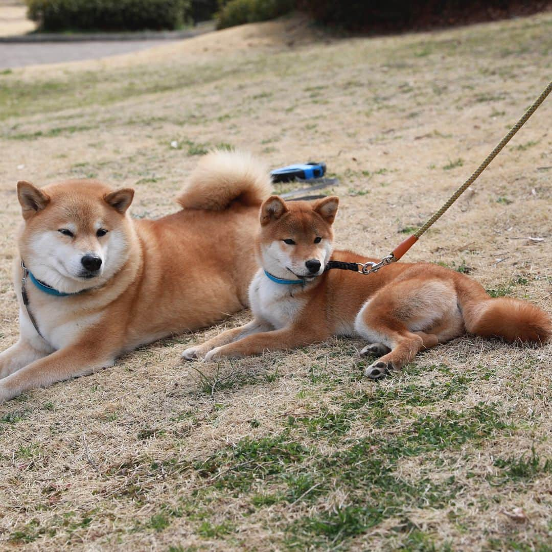 まる（まるたろう）さんのインスタグラム写真 - (まる（まるたろう）Instagram)「「LEAFに乗って柴犬まるのそっくりさんを探す旅」第6回目は神奈川県は相模原市。 ここにもまるのそっくりさんがいるらしいね～ 　今日のそっくりさんは　だいきちくん、６ヶ月。 @daikichi0906 えー！生まれたばっかりじゃん。それでまるとそっくりってどうなんだろ～ じゃあ、LEAFにのって会いに行ってみよ～＼(^o^)／ 東京から相模原まではLEAFの電池を満タンにしておけば、らくらく往復出来るんだよ。 ガソリンを入れないでドライブできるって本当に幸せ。やっぱり、まるは排気ガスの匂いとかガソリンの匂いが嫌いなの。 だから、LEAFでドライブするととっても気持ちいいんだ～ さて、相模原のだいきちくんとご対面！ おお！まると同じ首輪してるじゃないの～　いいね～その目上に対する敬意を示す感じ。 まるを見習って立派な柴犬になるんだよ！だいきちくんは、まるが小さい頃にそっくりだ。 いっぱい食べてすくすくと育つんだよ～  電気自動車のLEAFと一緒に行く旅は「慌てずにのんびり出会いを楽しむ」がコツ。 サービスエリアで休憩中にサクッと急速充電も出来ちゃうよ。  #日産公式プロトラベラー #柴犬まるのそっくりさんを探す旅 #シートベルト装着済み #充電中 #PR #やっちゃえマルサン #優秀な若い芽は早めに摘み取らないとな #完全に遠近法」3月18日 13時24分 - marutaro