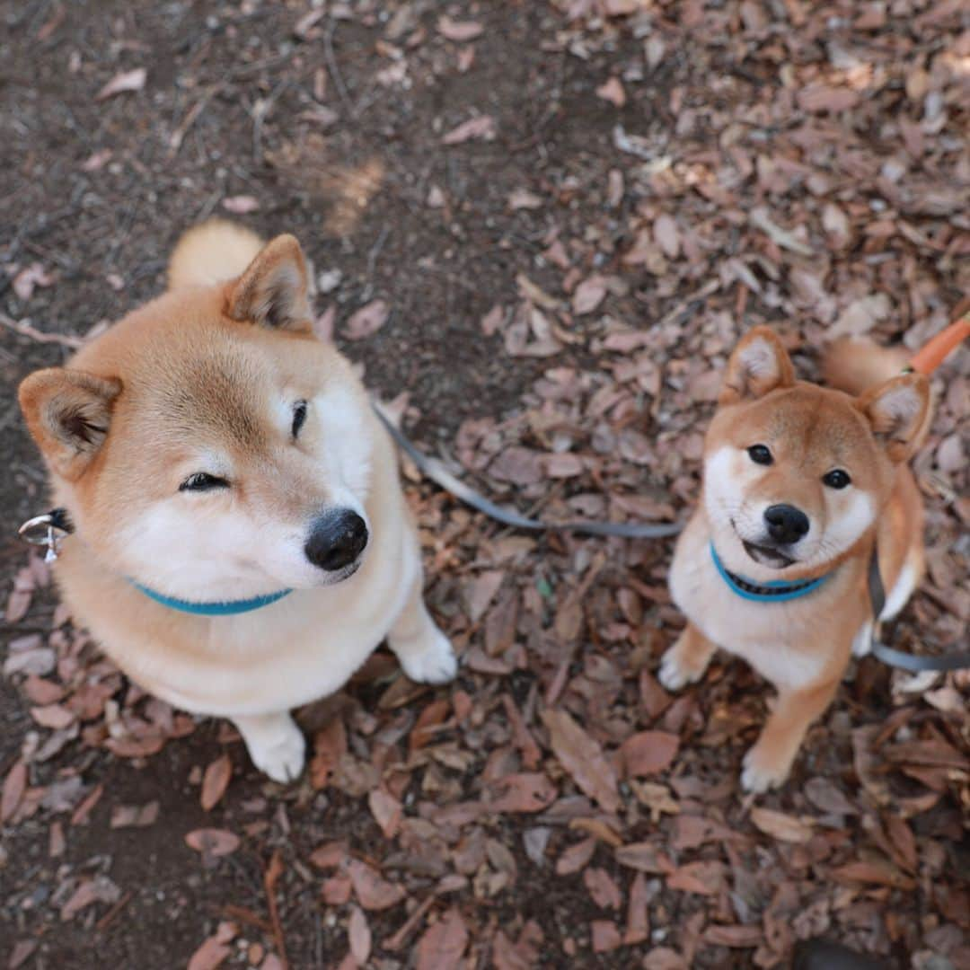 まる（まるたろう）さんのインスタグラム写真 - (まる（まるたろう）Instagram)「「LEAFに乗って柴犬まるのそっくりさんを探す旅」第6回目は神奈川県は相模原市。 ここにもまるのそっくりさんがいるらしいね～ 　今日のそっくりさんは　だいきちくん、６ヶ月。 @daikichi0906 えー！生まれたばっかりじゃん。それでまるとそっくりってどうなんだろ～ じゃあ、LEAFにのって会いに行ってみよ～＼(^o^)／ 東京から相模原まではLEAFの電池を満タンにしておけば、らくらく往復出来るんだよ。 ガソリンを入れないでドライブできるって本当に幸せ。やっぱり、まるは排気ガスの匂いとかガソリンの匂いが嫌いなの。 だから、LEAFでドライブするととっても気持ちいいんだ～ さて、相模原のだいきちくんとご対面！ おお！まると同じ首輪してるじゃないの～　いいね～その目上に対する敬意を示す感じ。 まるを見習って立派な柴犬になるんだよ！だいきちくんは、まるが小さい頃にそっくりだ。 いっぱい食べてすくすくと育つんだよ～  電気自動車のLEAFと一緒に行く旅は「慌てずにのんびり出会いを楽しむ」がコツ。 サービスエリアで休憩中にサクッと急速充電も出来ちゃうよ。  #日産公式プロトラベラー #柴犬まるのそっくりさんを探す旅 #シートベルト装着済み #充電中 #PR #やっちゃえマルサン #優秀な若い芽は早めに摘み取らないとな #完全に遠近法」3月18日 13時24分 - marutaro