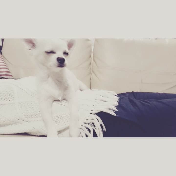 吉田愛璃のインスタグラム：「チャールズ王子🐶👑 たまらんな〜♥️ #愛犬  #チワックス #あだ名はチャーリー #でも基本チャー君」