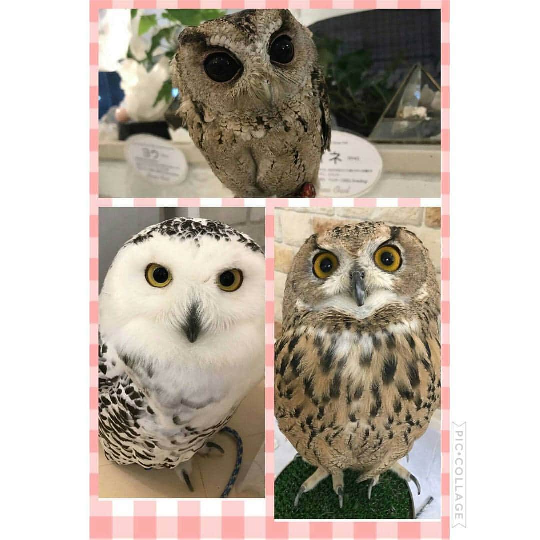 里美ゆりあのインスタグラム：「フクロウカフェ☕😌✨可愛すぎた(^o^) #フクロウカフェ」