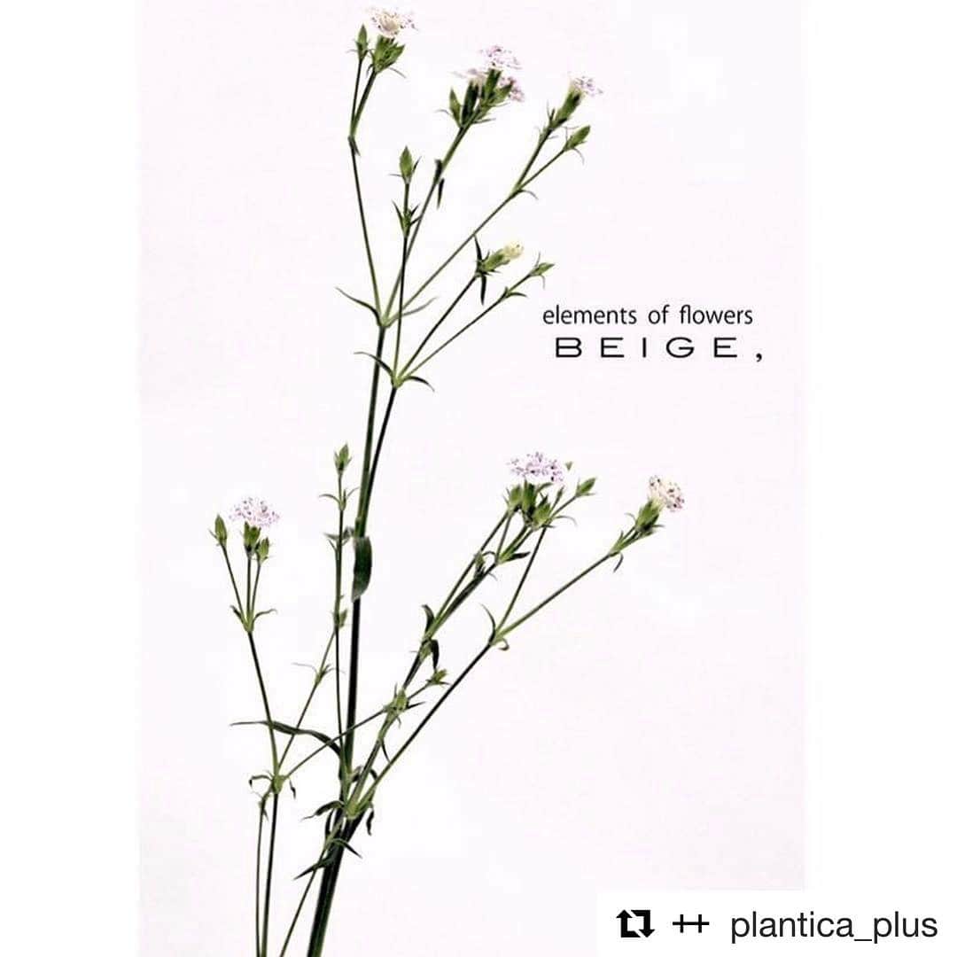 のインスタグラム：「#Repost @plantica_plus with @repostapp ・・・ #Repost @beigecomma with @repostapp ・・・ 〜elements of flowers〜  3/15からアートフラワーユニットplanticaとBEIGE,がコラボレーションしたイベントを開催いたします。詳細は各店舗にお問い合わせ下さい。 http://www.beige-comma.com/ #17ss#sscollection #BEIGE#ベイジ #plantica #planticaplus  #ボタニカル柄 #花柄 #プランティカ」