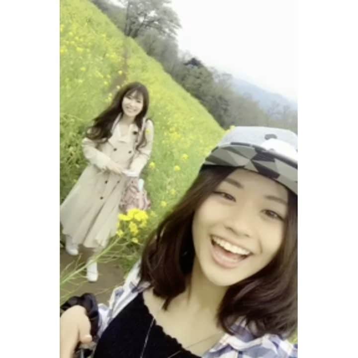れみぱんのインスタグラム：「菜の花ーいっぱーい🌼 ぱいせんななもんと動物たちに癒された🐰🐹🐷 : #マザー牧場 #菜の花 #花畑 #牧場 #癒し」