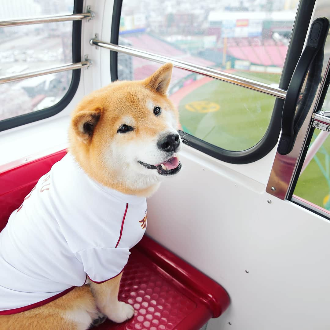 東北楽天ゴールデンイーグルスさんのインスタグラム写真 - (東北楽天ゴールデンイーグルスInstagram)「⚾️ インスタフォロワーが260万人を超えるほど世界中で大人気の「柴犬まる」ちゃんが撮影のために先日お忍びでKoboパークに来てくれました🐕🎡🎠 5/27(土)イーグルスガールデーで一緒にイベントを行いますのでまた遊びに来てくれますよ🐾🐾🐾 コラボグッズの販売も決定しましたー❗️ 詳しくはオフィシャルサイトのイベントページをご覧ください😉  @marutaro #柴犬まる #rakuteneagles #イーグルスガール #美馬学 #島内宏明 #茂木栄五郎 #柴犬鷲4兄弟」4月17日 11時32分 - rakuten_eagles