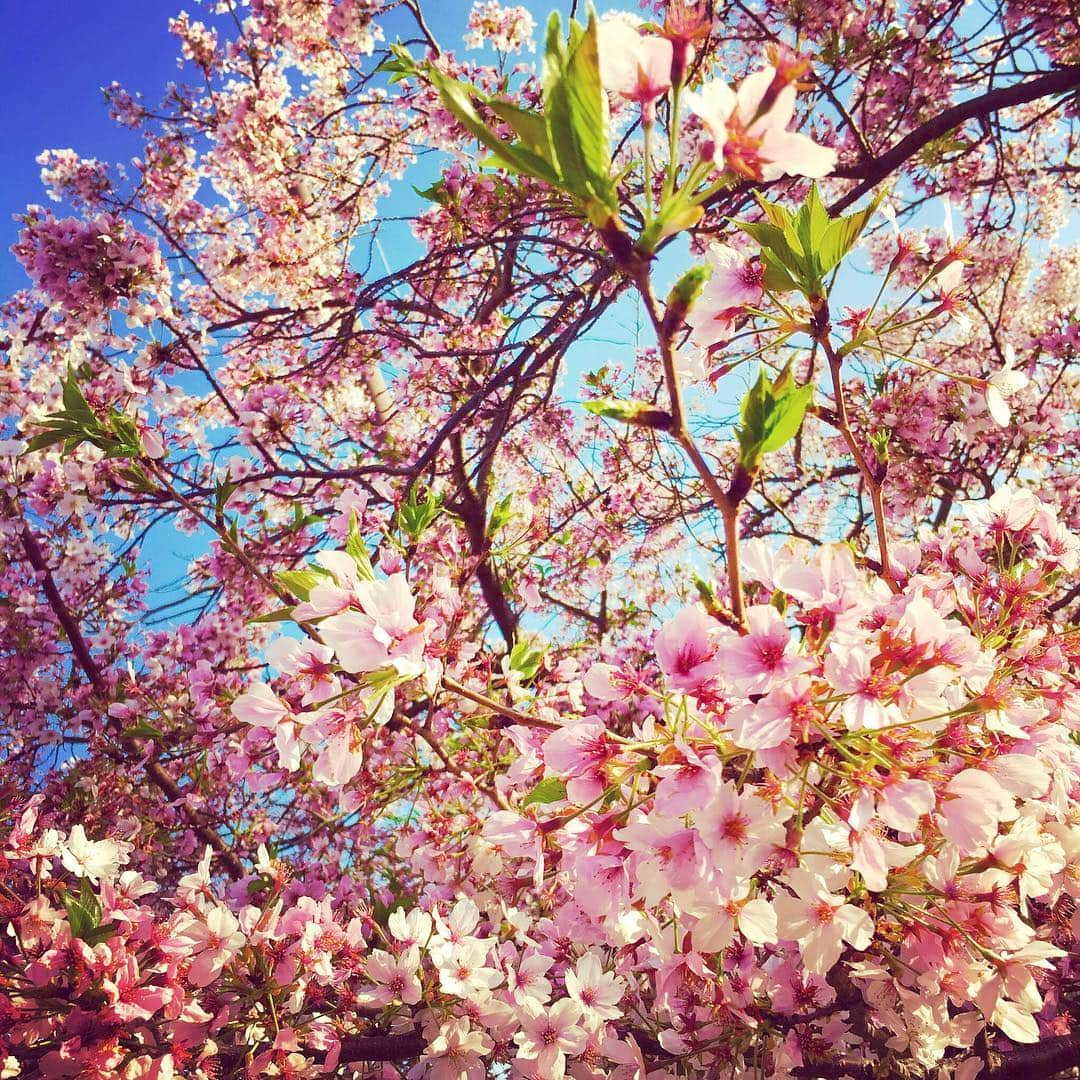 小川淳子さんのインスタグラム写真 - (小川淳子Instagram)「🌸 昨日は お花見出来ました♡ やっぱりすごく 綺麗だった〜🤗♡ 🌸🌸🌸🌸🌸」4月17日 12時39分 - junkoogawa1225