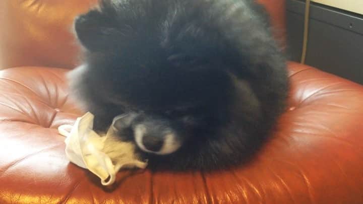 藤原ゆかのインスタグラム：「マスクどろぼうのその後。急に興味を無くしてキョトン😂 #pomeranian #pomestagram #黒ポメ」