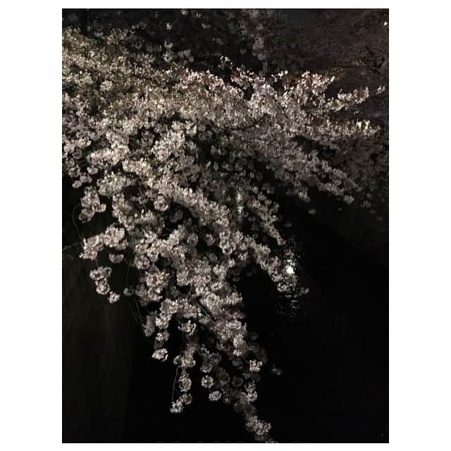 福田沙紀さんのインスタグラム写真 - (福田沙紀Instagram)「HAPPYだーーーーーっ！(((o(*ﾟ▽ﾟ*)o))) 桜綺麗  柔らかさと同時に強さを手に入れた。」4月13日 14時33分 - sakifukuda_official