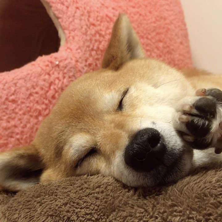 マロたんのインスタグラム：「👋👋👋 ライブでおなじみのバイバイ👋 #柴犬 #shiba #shibainu  #weeklyfluff #ilovemydog #cute #love #kawaii」