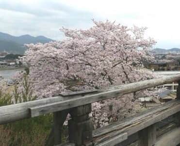 倉木麻衣のインスタグラム：「☆渡月橋☆ 只今、京都の渡月橋&嵐山駅にて.. ⠀⠀⠀⠀ なんと‼️🙈😳👀🙀✨⠀⠀⠀⠀ ⠀⠀⠀⠀⠀⠀⠀⠀ ”嵐山駅&渡月橋×倉木麻衣 ” コラボレーションをさせて頂いています。⠀⠀⠀⠀ 詳細はこちらをクリック👀🌰🙏⬇⬇⬇⬇⬇⠀⠀⠀⠀ http://www.mai-kuraki.com/information/index.html#entry170411 ⠀⠀⠀⠀⠀⠀⠀⠀⠀⠀⠀⠀ 1日観光大使として、 初めて訪れた嵐山駅、渡月橋.. 言葉を失うほどの自然が織り成す美しさ..いにしえから続く景色に心癒され、とても感動しました！ そして、嵐山の皆さんに温かく迎えて下さり、声をかけてくださり嬉しかったです。また嵐山を訪れるのをとても楽しみにしています🌸✨ ぜひ、皆さんも一度は訪れて嵐山の”和”と四季折々の美しい景色に癒されてみてくださいね😊 ⠀⠀⠀⠀⠀⠀⠀⠀⠀⠀⠀⠀⠀⠀⠀⠀ 🌸✨🌸✨🌸✨🌸✨🌸✨ いつも、いつも、君 想ふ♫ 一期一会 love & peace🏞✨ by Mai.K☆★」
