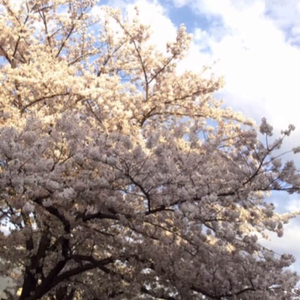 横浜流星さんのインスタグラム写真 - (横浜流星Instagram)「桜を見ながらランニング。気持ち良かった。  #今年初の桜 #花見したい #今日も1日 #顔晴るぞ。」4月13日 18時30分 - ryuseiyokohama_official