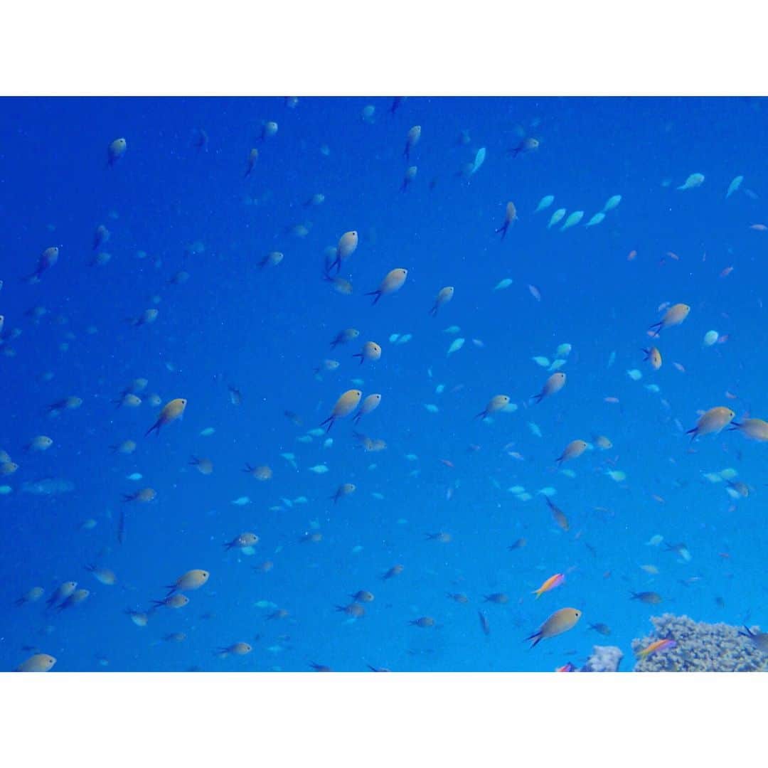 繁田美貴さんのインスタグラム写真 - (繁田美貴Instagram)「*＊ 旅行会社の人に 「ひくほど魚がいますよ〜☆」と言われて 面白い表現だなぁと思ったけれど、本当でした(笑) #モルディブ #思い出 #写真 #海の生き物 #スノーケリング した時の #海の中 #初めて見た 時は  #本当に #思わずひいてしまった くらい、 #魚 が #いっぱい！ #でも #もちろん #楽しかった し #海 の #透明度 にも #感動 でした♪ #holiday #vacation #travel #trip #maldives #memory #snorkeling #sea #fish」4月13日 19時16分 - handa_miki