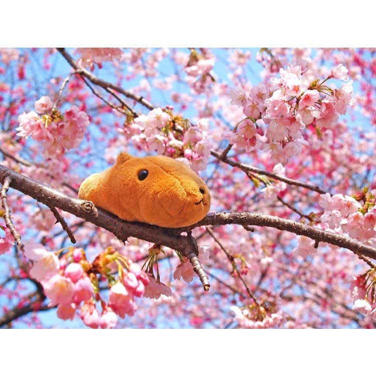 カピバラさんのインスタグラム：「桜にうっとり〜ん🌸 いい天気ですね☺︎ #カピバラさん #KAPIBARASAN #水豚 #カピバラさんと一緒 #桜  #カピバラさんカフェ今週末で終了です😭」