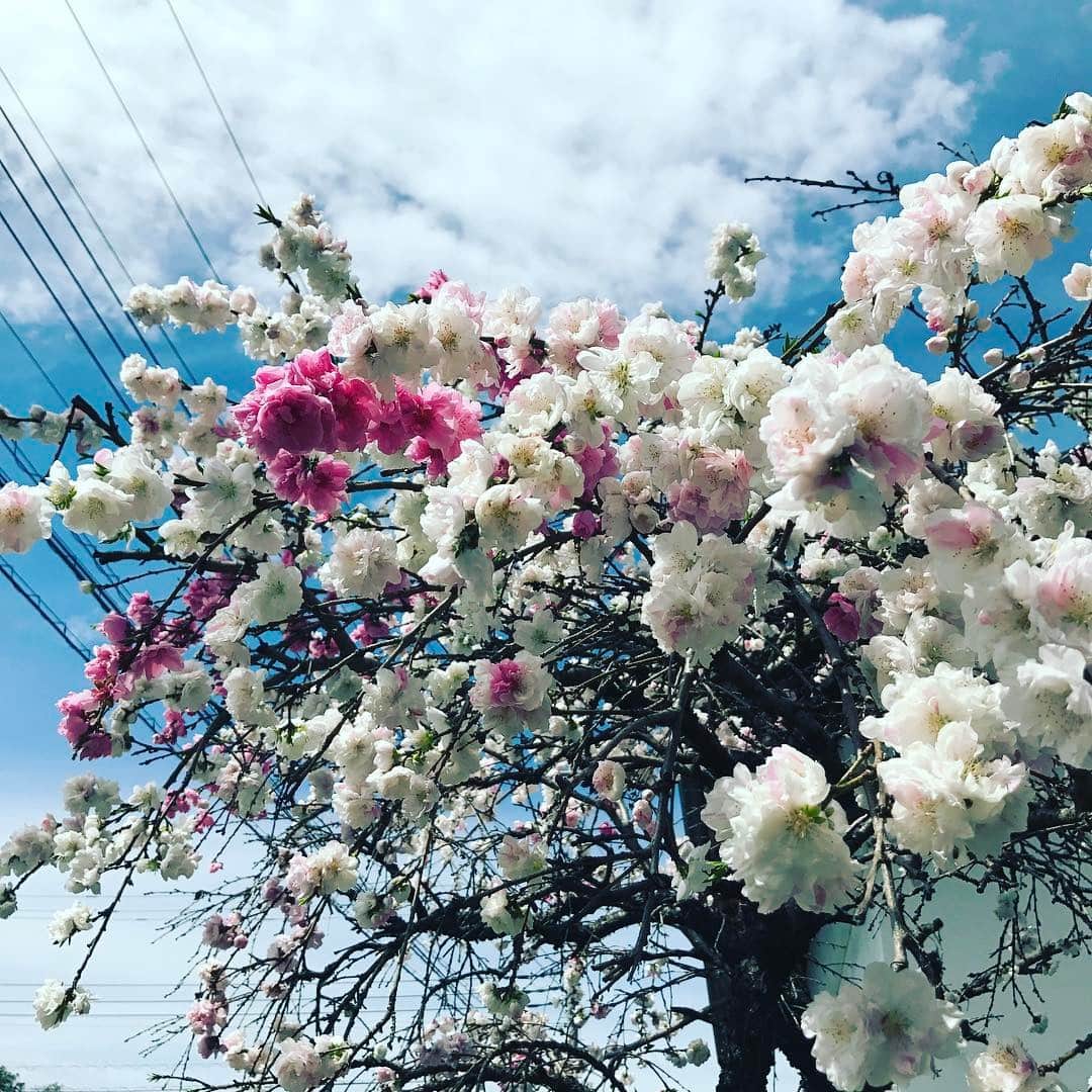 The Shun Jpのインスタグラム：「🌸Happy Friday🌸 Have a good weekend😘✨ #happyflowers #springflowers #shiokjapan #haveaniceday #beautifulflowers」
