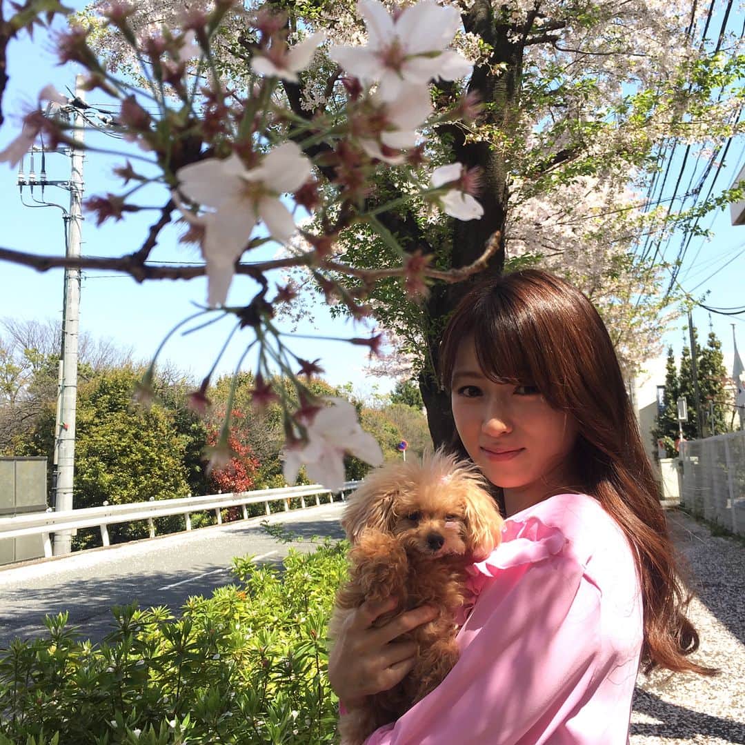 深田恭子のインスタグラム：「撮影の合間に桜の花道をお散歩しました🌸天気が良い日は更に綺麗ですねぇ🍡桜の時期は無意識に気がついたら上を向いて歩いてる....🎀 #桜の絨毯 #メロン眠いのかな...？ #kyokofukada」