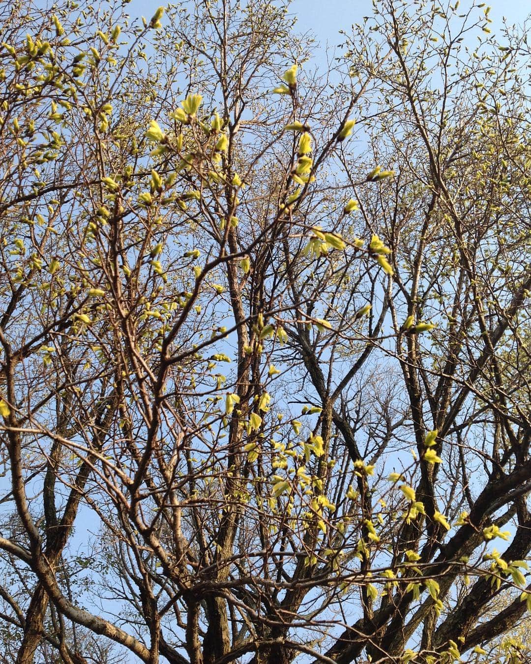 桂のインスタグラム：「我が家のお化け春楡 芽吹き  #elm #bud #tree #sky #楡 #芽 #樹木 #空」
