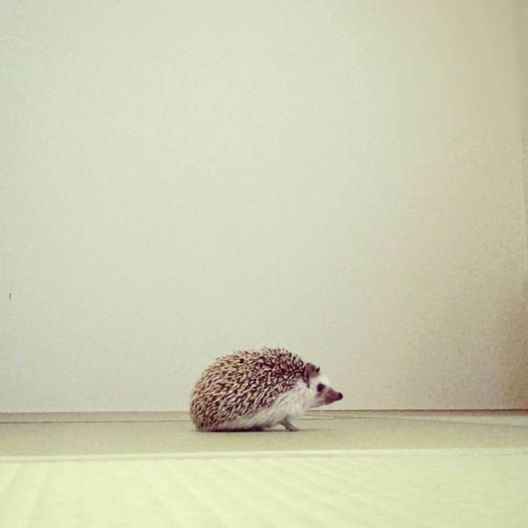 sr_ummさんのインスタグラム写真 - (sr_ummInstagram)「お返事前にすみません。 先日、ビフが亡くなって半年が経ちました。 晴れた日にお花を持ってビフのお墓参りに行きました。息子を連れて。 合同墓地にお世話になっているので、たくさんのお線香とお花に囲まれて、私の他にもお参りする方もいて。墓地なのになんだか賑やかで幸せな雰囲気でした。 ビフも楽しくやっているだろうなと思ってホッとしました。 息子の歩く姿も見せれてよかったです。 #ハリネズミ#ビフ」4月14日 14時45分 - sr_umm