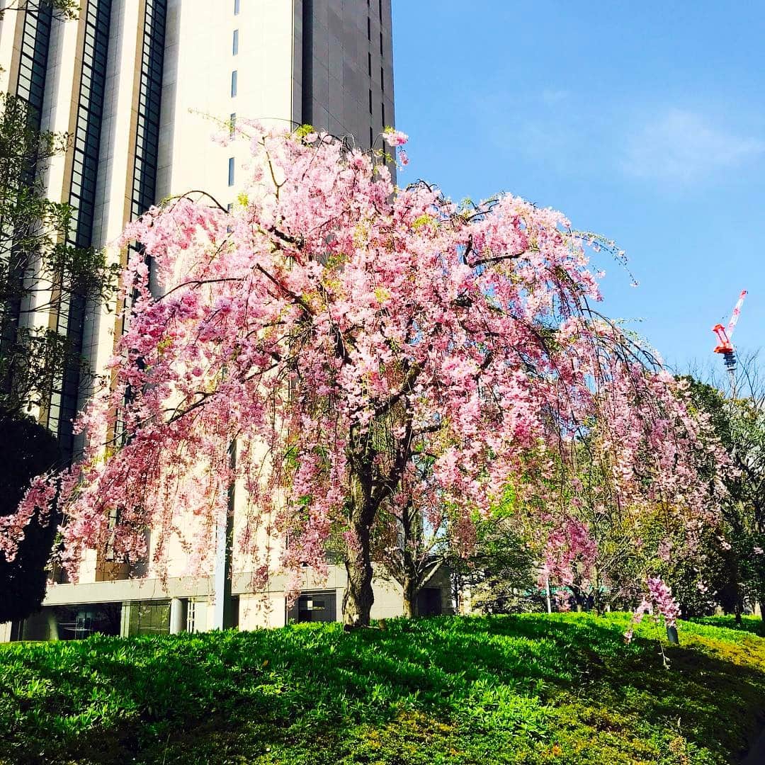 伊瀬茉莉也さんのインスタグラム写真 - (伊瀬茉莉也Instagram)「🚶‍♀️💓👟 今日も良い天気🌸✨ 街中の桜を見て癒される…🎵 #spring #cherryblossom #sunnyday」4月14日 15時13分 - mariya_ise