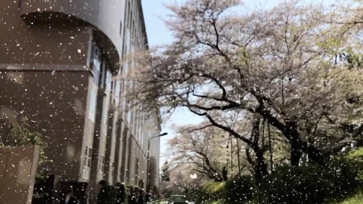 田村幸士のインスタグラム：「#cherryblossom spring shower」