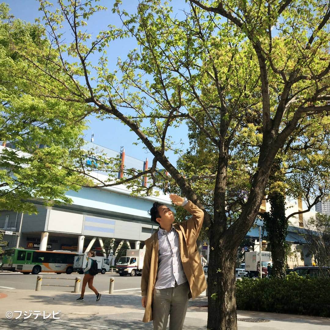 フジテレビ「とくダネ！」のインスタグラム：「いつもお天気を伝えているフジテレビ前の桜はすっかり葉桜に｡みなさん今年はお花見できましたか？ #天達武史 #とくダネコーデ #春 #桜  #花見 #お花見 #葉桜 #どんなセリフが合うでしょう #とくダネ大喜利 #気象予報士 #ファッション #コーディネート #今日のコーデ #コーデ #大喜利 #2017 #4月74日 #金曜日 #とくダネ #tokudane #フジテレビ #fujitv 170415」