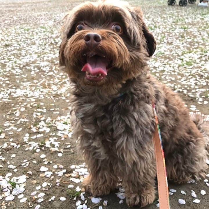 前田典子さんのインスタグラム写真 - (前田典子Instagram)「#今日の変顔🐶#桜吹雪に大興奮🌸🌸🌸 #ぶちゃいく😆#チューバッカ#ブサ可愛い#ママに似てる#うちの次男くん #犬#ペット#チワプー#チワワ#トイプー#ミックス犬#ぐっち」4月14日 22時45分 - maenorichang