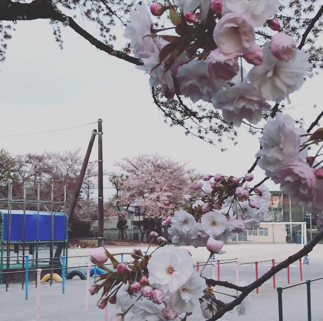 若葉竜也さんのインスタグラム写真 - (若葉竜也Instagram)「なんか、ラブリーな校庭。」4月15日 5時20分 - ryuya_wakaba.official