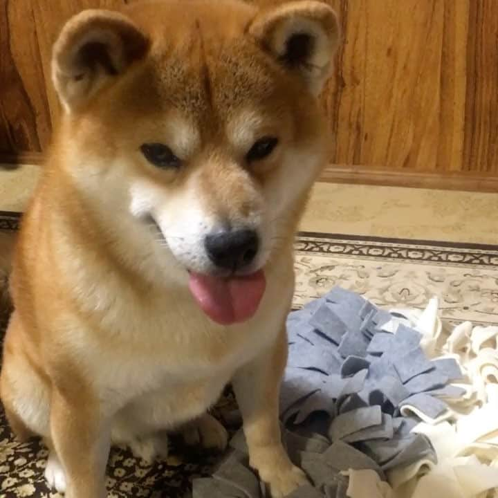 shibainu berryのインスタグラム