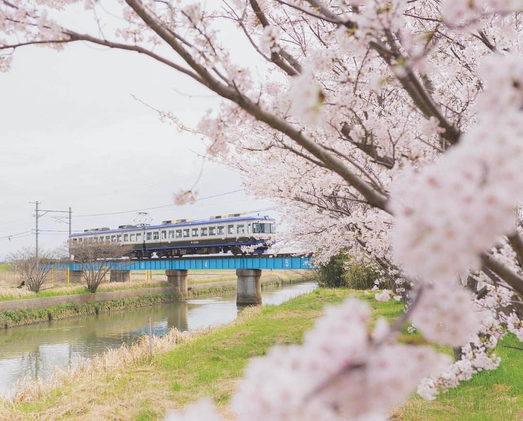 オムのインスタグラム：「* sakura-島根- * * 桜の季節は、なんと言うか早い。 けど、だから惹きつけられる。何かありきたりな言葉になってしまう。 * 一畑電車と桜で撮ってみた…けど、何か難しい。 * 最近、ビール控えてます🤔 ※ ※ #instagramhub #ig_worldclub #instaaaaah #instamood #instagood #igersjp #lovers_nippon 島根県 #Nikon_Photography_ #NatureAddict #nikonphoto_ #photowall #special_shots #shotaward #tokyocameraclub #team_jp_ #team_jp_西 #Visual_awareness #webstapick #東京カメラ部 #写真好きな人と繋がりたい #ファインダー越しの私の世界 #ダレカニミセタイケシキ #airy_pics #phos_japan #japan_daytime_view #timeoutsociety #colors_of_day #watchthisinstagood #VisualsofAsia #nikonworld_」
