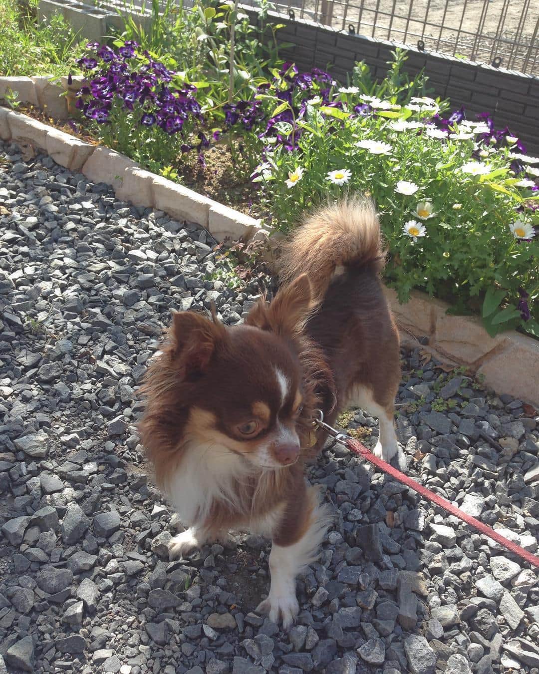 鳥居千春さんのインスタグラム写真 - (鳥居千春Instagram)「いい天気🐾🐾 #お散歩#dog#dogstagram#トリミング#チワワ#spring」4月16日 9時08分 - coharubiyori0515