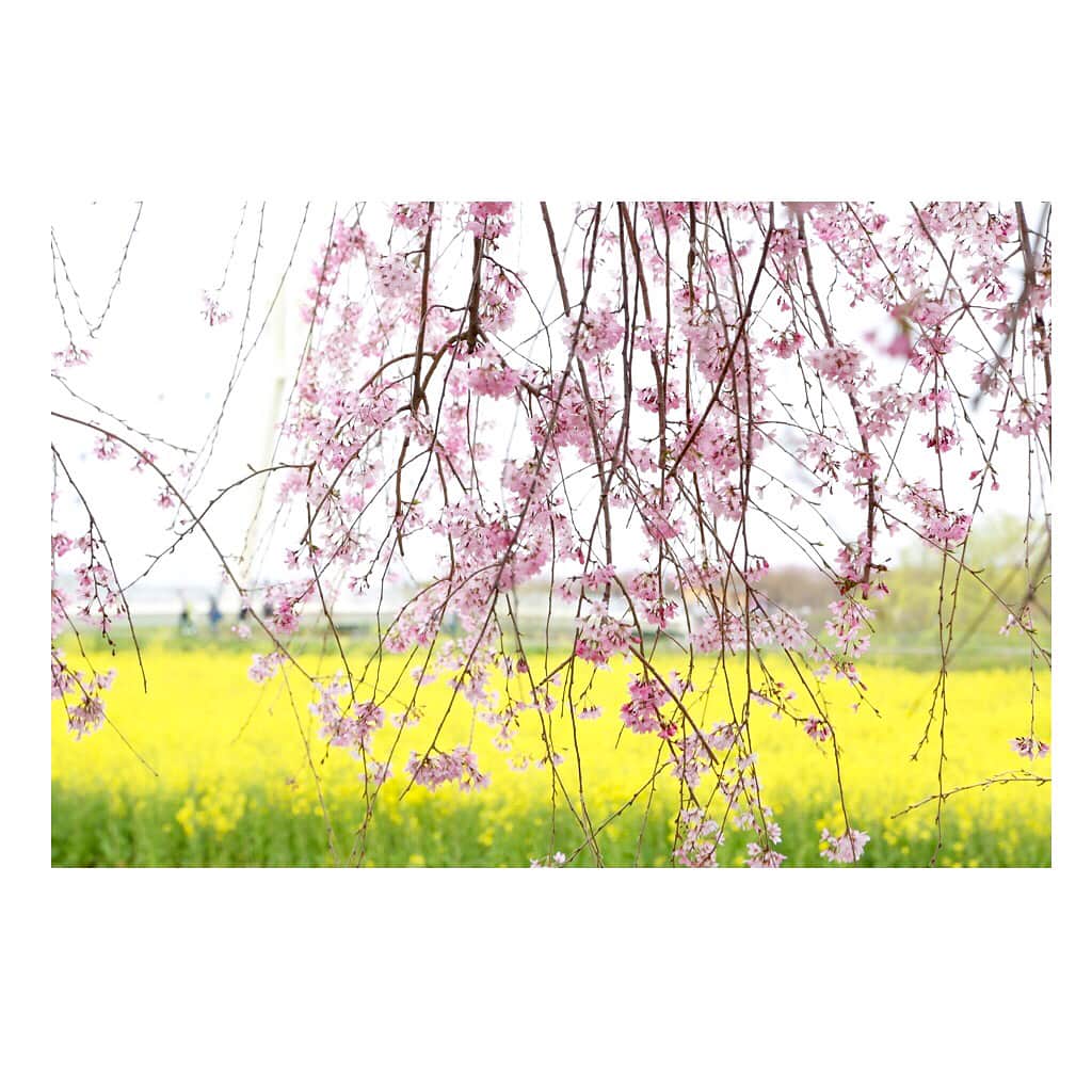 白井ゆかりさんのインスタグラム写真 - (白井ゆかりInstagram)「週末いかがお過ごしですか？ 今日は広いエリアで晴れて、お出かけ日和になりそうですね。  先日とった枝垂れ桜と菜の花〜 このあたりでは桜をみるのもラストチャンスになりそうです。  #今日の天気 #4月16日 #晴れ #〇〇日和 #お出かけ日和 #お花見日和 #枝垂れ桜 #菜の花 #権現堂桜堤 #写真を撮った日は曇り #instagood #goodday #ラストチャンス」4月16日 10時06分 - yukari_shirai625