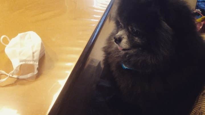 藤原ゆかのインスタグラム：「マスクどろぼう現る🐾#pomeranian #pomestagram #黒ポメ」