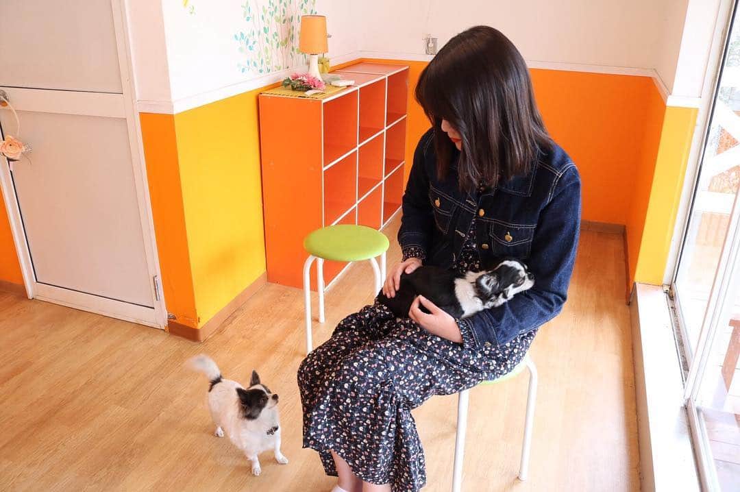 酒井萌衣さんのインスタグラム写真 - (酒井萌衣Instagram)「可愛すぎて苦しい😭❤️ #チワワ #cute #🐶」3月24日 18時32分 - mei_sakai